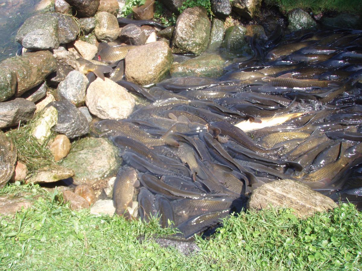 crapi - carp-in-pierson-lake.JPG